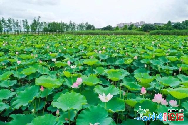 “单湖桥+洪鹤年夜桥”叠减，西区代价从头界说！