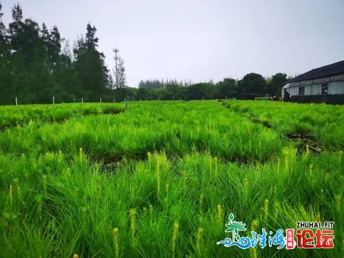 台山那片绿太圈粉了