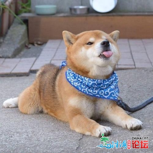 各人好,我的中山柴犬,中山柴犬,中山柴犬狗狗找新家。