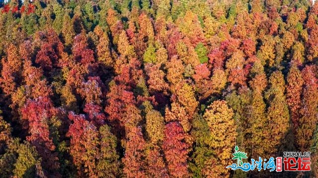 又白了！肇庆躲着尽好降羽杉秘境，必然必然必然要来！