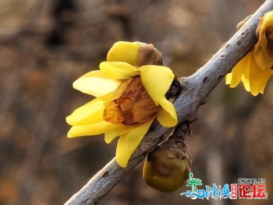 夏季的一抹明色，千佛山腊梅花开