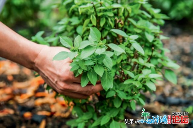 吃了那三讲菜，让您见地东莞人舌尖上的故乡