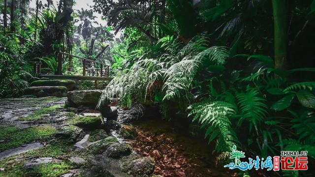 天铁中转！深圳最新开放的尽好景面，深谷稀林如临瑶池