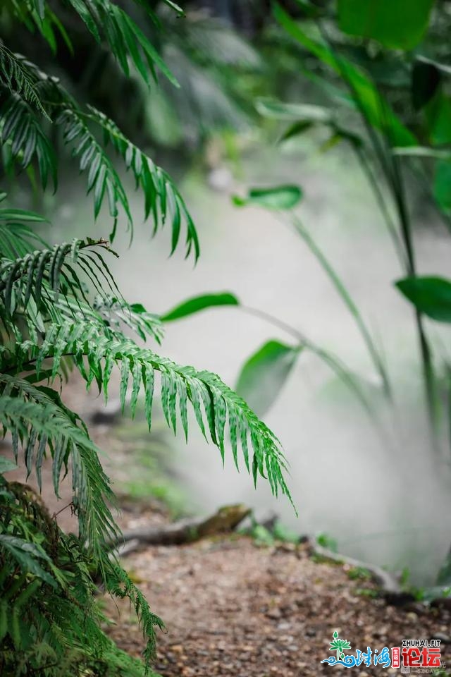 天铁中转！深圳最新开放的尽好景面，深谷稀林如临瑶池