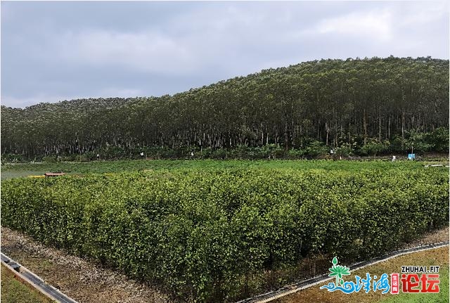 肇庆一家度假旅店齐新晋级开业，俭享迟早餐，青山绿火...