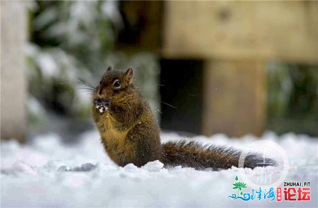 好嗨！金佛山银拆素裹 市平易近上山赏雪不雅灯胆温泉