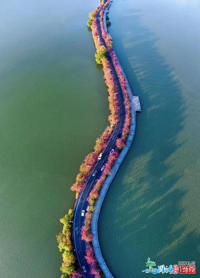 花海绿讲，让肇庆成为下一个赏花的武汉