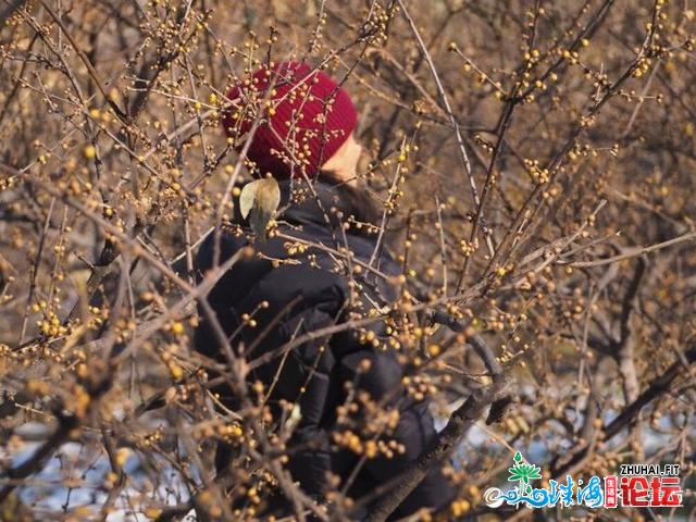 济北千佛山：踩雪觅梅很浪漫