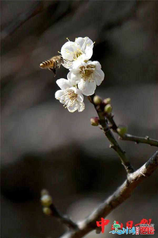 幽香袭人，中山那家公园里的梅花开了……