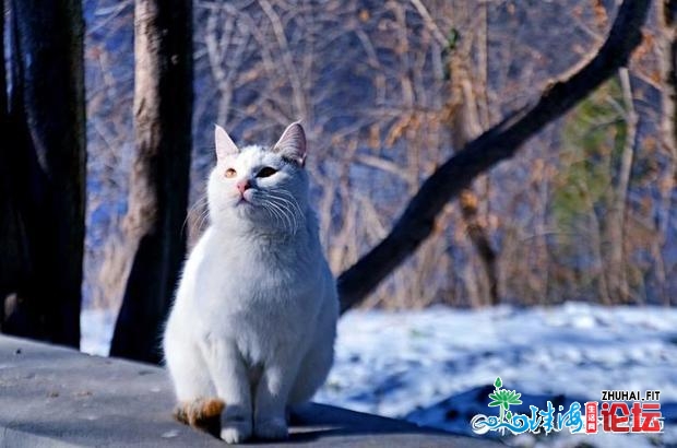 谍报站｜济北千佛猴子园两只猫咪镜头感实足，时髦年夜片...