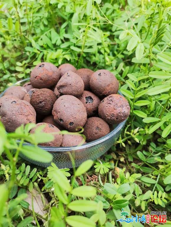 深圳陶粒 足圆充足 物好价廉 深圳回挖陶粒价钱几