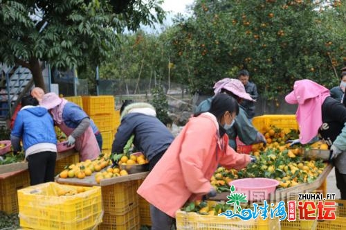 江门开仄冬季好 梅花怒放贡柑苦