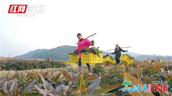 江永县四万亩死态蔬菜近销粤港澳