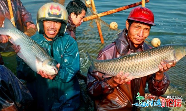 中山独一！东降坚肉鲩当选天下名特劣新农产物