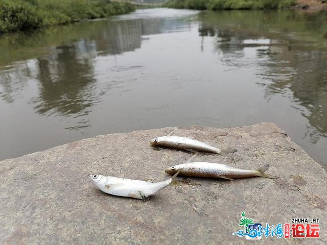 深圳一河段呈现逝世鱼，民圆回应或果气鼓鼓温骤降招致，已介...