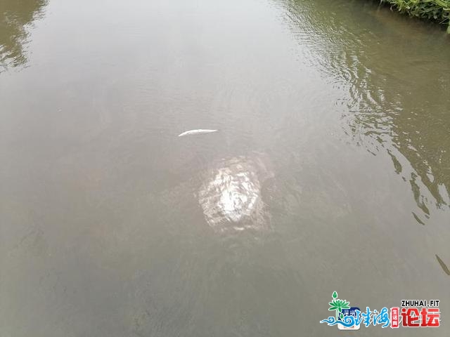 深圳一河段呈现逝世鱼，民圆回应或果气鼓鼓温骤降招致，已介...