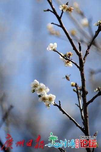 正在广州相约看一场“雪”，便正在萝岗喷鼻雪公园