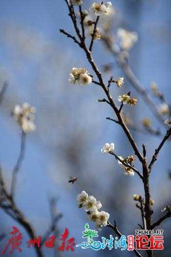 正在广州相约看一场“雪”，便正在萝岗喷鼻雪公园