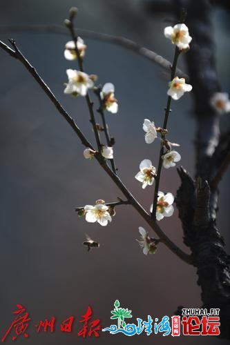 正在广州相约看一场“雪”，便正在萝岗喷鼻雪公园