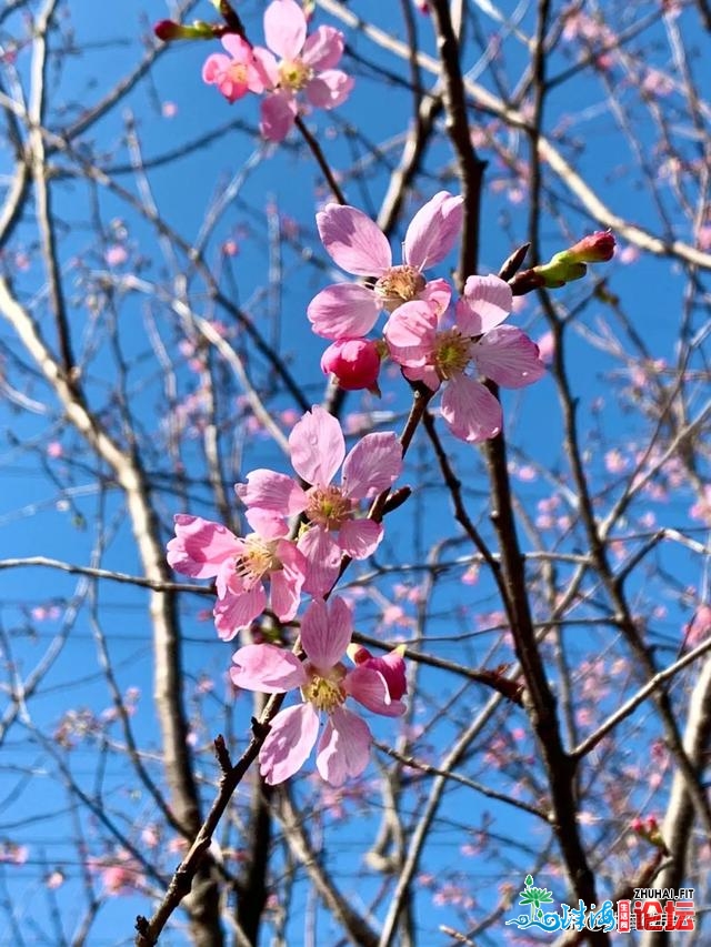 白的、粉的、黄的…珠海一年夜波“花海”，便正在家门心