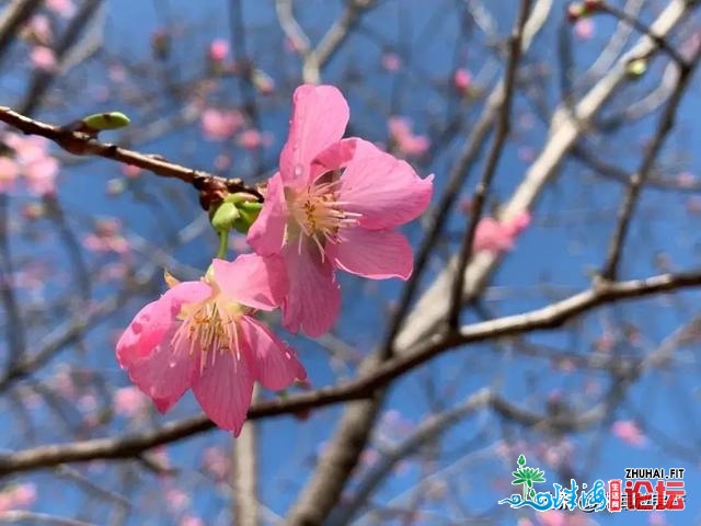 白的、粉的、黄的…珠海一年夜波“花海”，便正在家门心