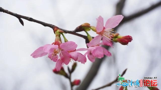 白的、粉的、黄的…珠海一年夜波“花海”，便正在家门心