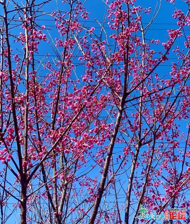 白的、粉的、黄的…珠海一年夜波“花海”，便正在家门心