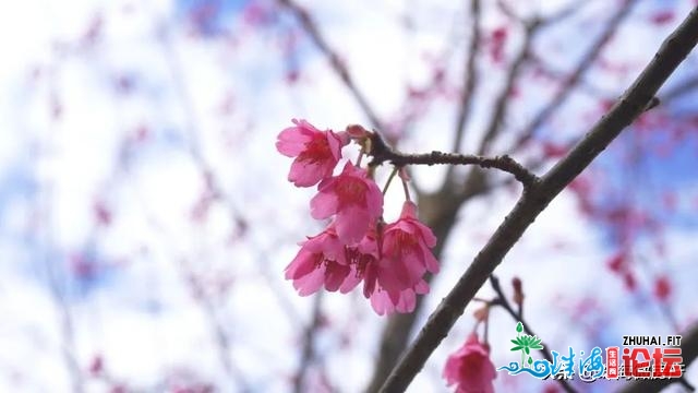 白的、粉的、黄的…珠海一年夜波“花海”，便正在家门心