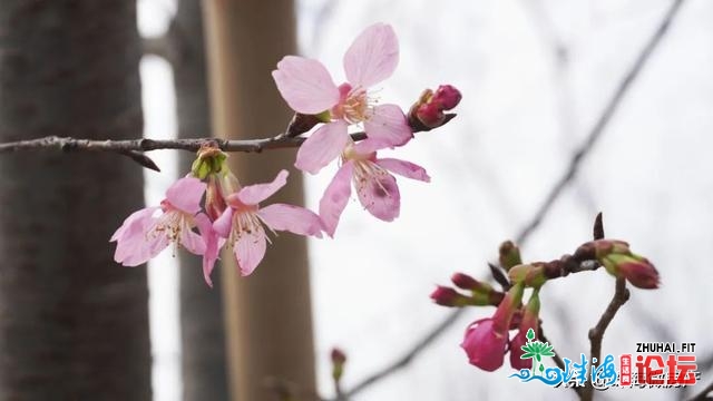 白的、粉的、黄的…珠海一年夜波“花海”，便正在家门心