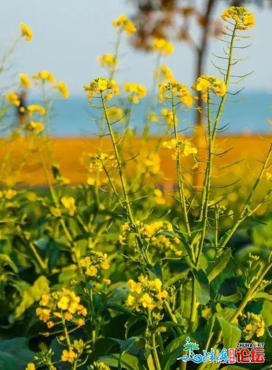 白的、粉的、黄的…珠海一年夜波“花海”，便正在家门心