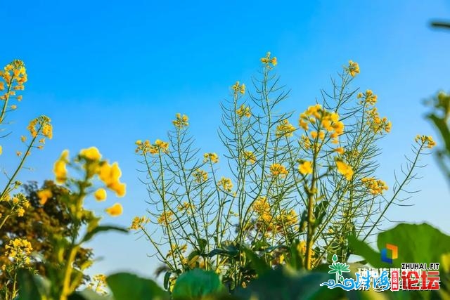 白的、粉的、黄的…珠海一年夜波“花海”，便正在家门心