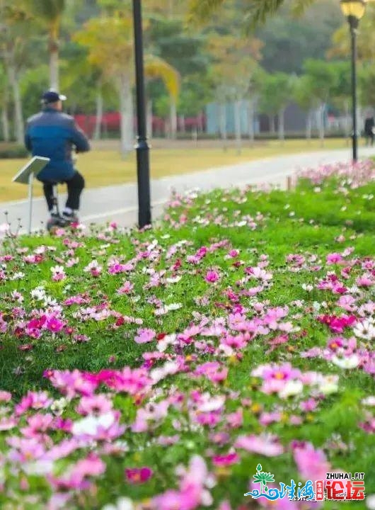 白的、粉的、黄的…珠海一年夜波“花海”，便正在家门心