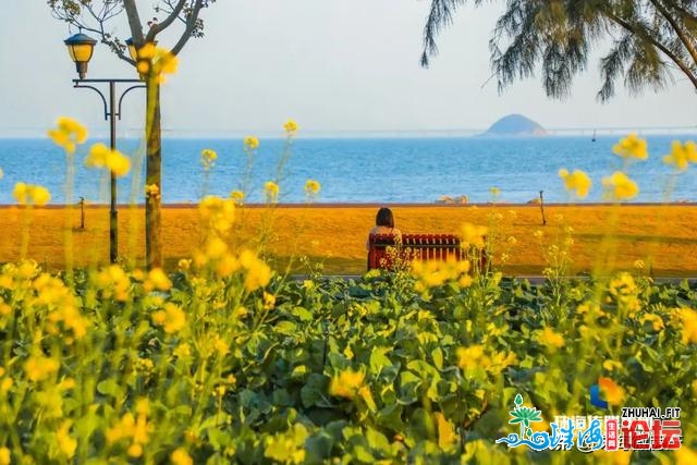 白的、粉的、黄的…珠海一年夜波“花海”，便正在家门心