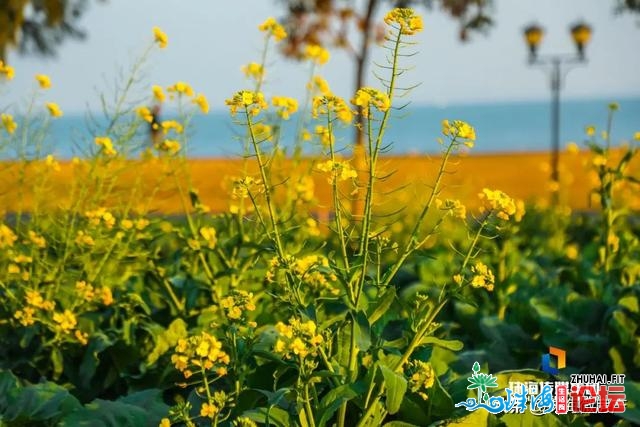 白的、粉的、黄的…珠海一年夜波“花海”，便正在家门心