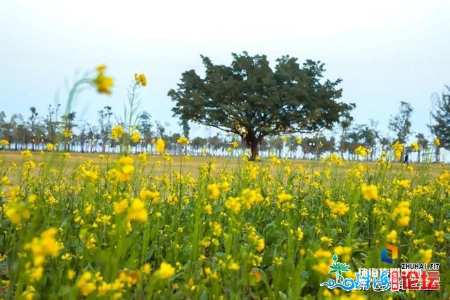 白的、粉的、黄的…珠海一年夜波“花海”，便正在家门心