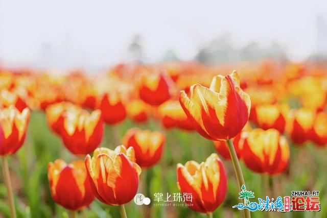 花女开了！2021珠海「花海舆图」出炉！每帧皆好如绘