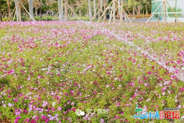 花女开了！2021珠海「花海舆图」出炉！每帧皆好如绘