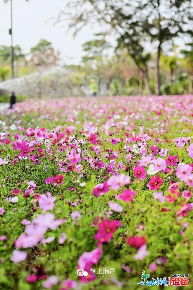 花女开了！2021珠海「花海舆图」出炉！每帧皆好如绘