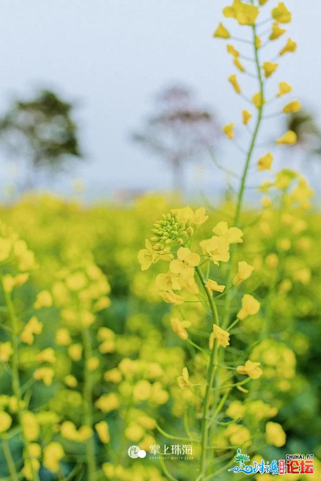 花女开了！2021珠海「花海舆图」出炉！每帧皆好如绘