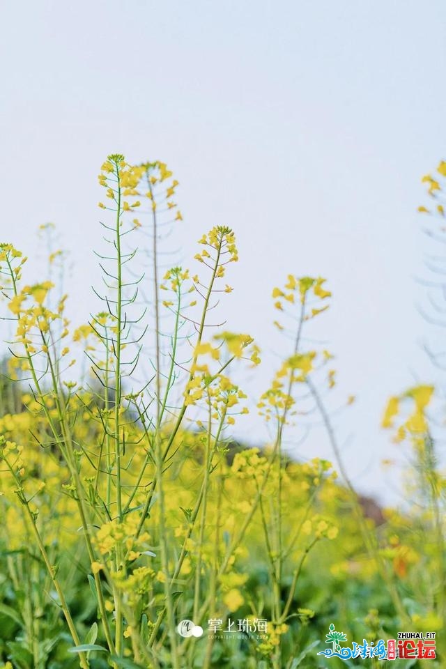 花女开了！2021珠海「花海舆图」出炉！每帧皆好如绘