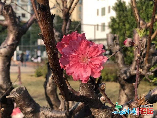 粉了粉了！肇庆的桃花好景已上线，等您摆设~