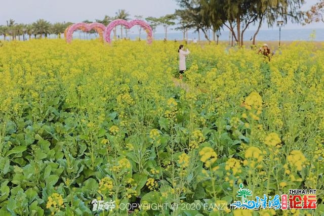 花海践约而至！请支下那份2021珠海「游园指北」