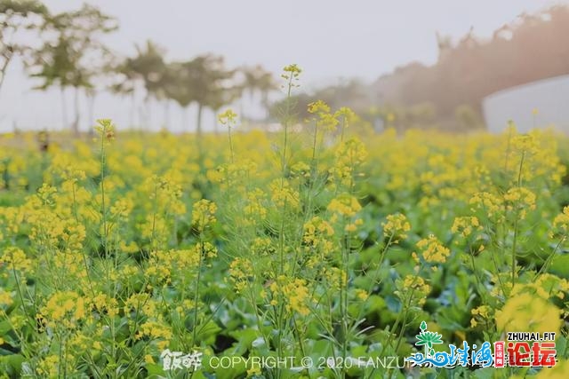 花海践约而至！请支下那份2021珠海「游园指北」