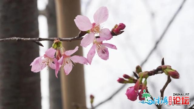 秋节玩耍指北去了！珠海各区多量景面开放-23.jpg