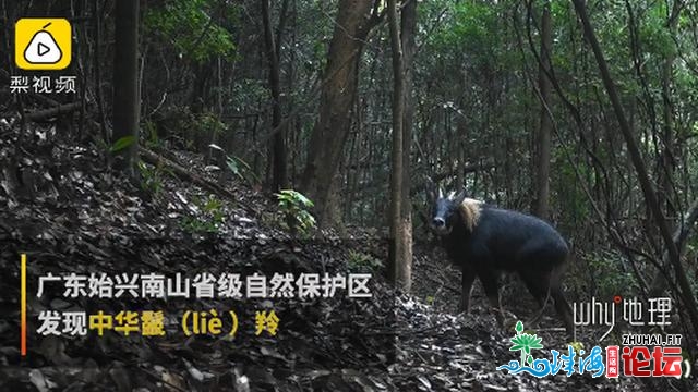 广东发明珍密植物“怪样子”，白中相机拍下它寻食稀有...