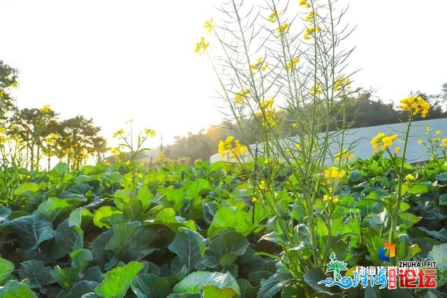 珠海油菜花，开了