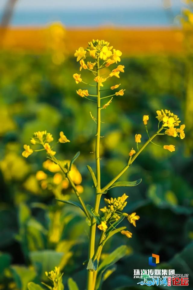 珠海油菜花，开了