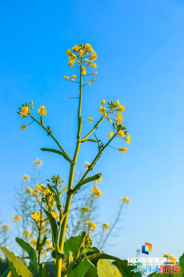 珠海油菜花，开了