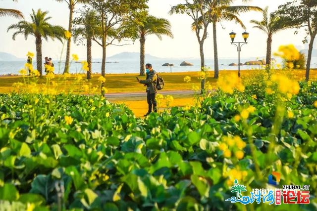 珠海油菜花，开了