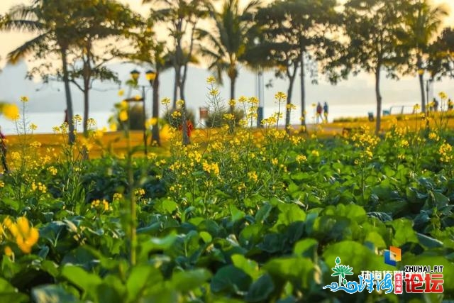 珠海油菜花，开了